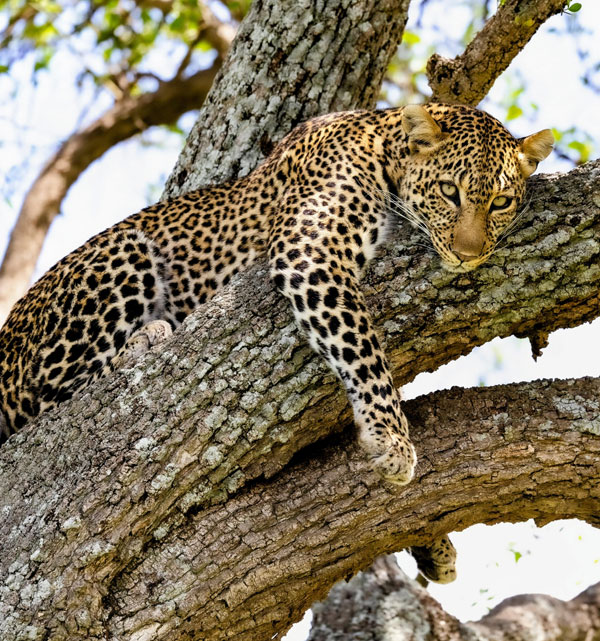 Games Drives & Guides